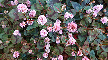 p4280122_thumb.jpg