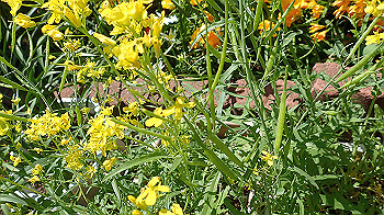 p4280124_thumb.jpg