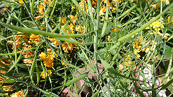 p4280125_thumb.jpg