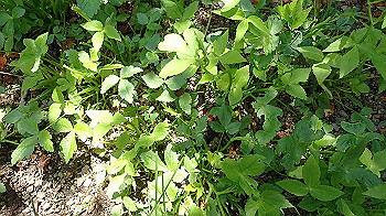 p4280126_thumb.jpg