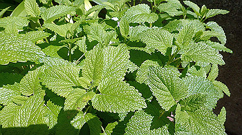 p4280127_thumb.jpg