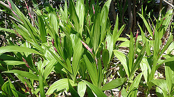 p4280128_thumb.jpg