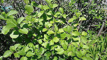 p4280129_thumb.jpg
