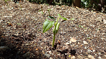 p4280130_thumb.jpg