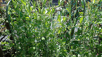 p4280132_thumb.jpg