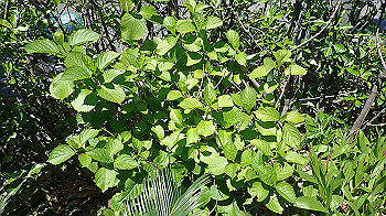 p4280134_thumb.jpg