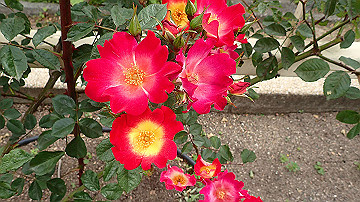 p5030223_thumb.jpg