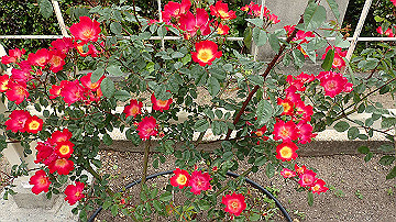 p5030224_thumb.jpg