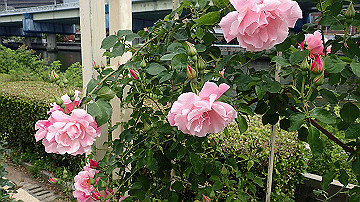 p5030227_thumb.jpg