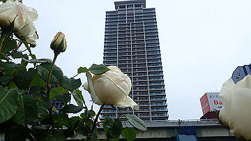 p5030232_thumb.jpg