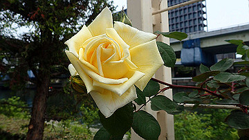 p5030235_thumb.jpg