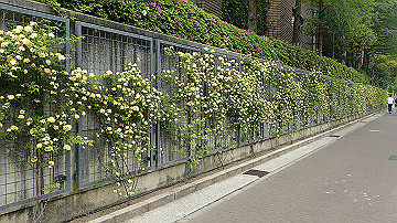 p5030237_thumb.jpg