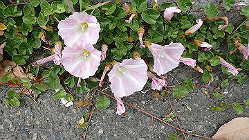 p5030366_thumb.jpg