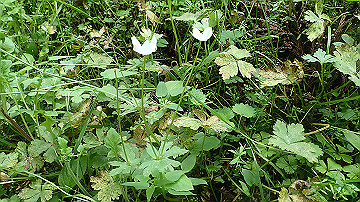 p5110550_thumb.jpg