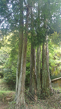 p5110563_thumb.jpg