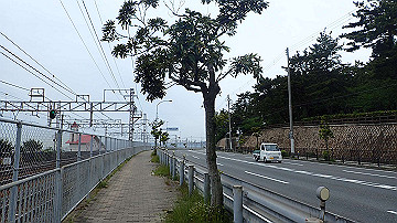 p5160645_thumb.jpg