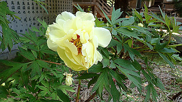p5300563_thumb.jpg