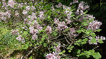 p5300593_thumb.jpg