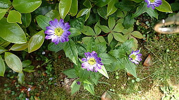 p5300601_thumb.jpg