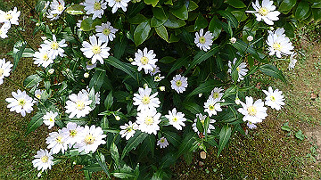 p5300606_thumb.jpg