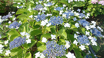 p6080534_thumb.jpg