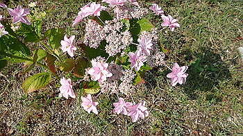 p6080535_thumb.jpg