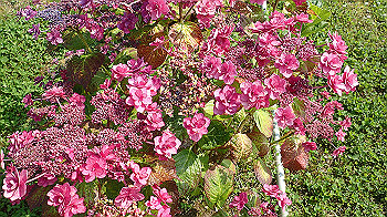 p6080536_thumb.jpg