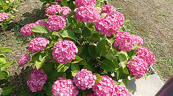 p6080537_thumb.jpg