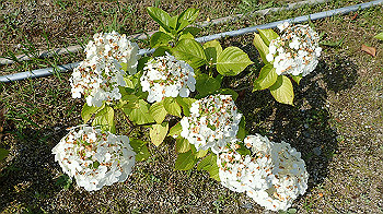 p6080538_thumb.jpg