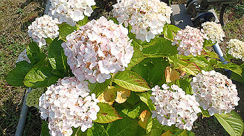 p6080540_thumb.jpg