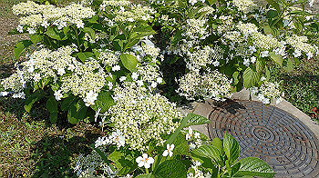 p6080541_thumb.jpg