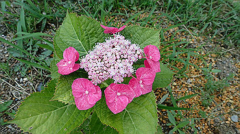 p6080542_thumb.jpg