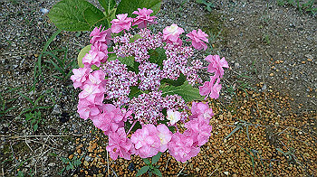 p6080543_thumb.jpg