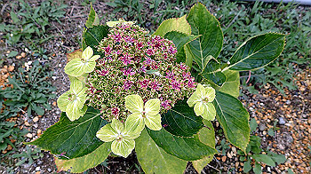p6080544_thumb.jpg