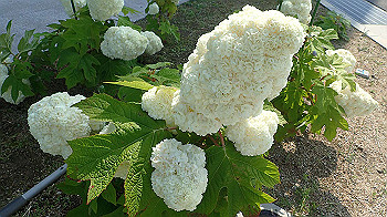 p6080547_thumb.jpg