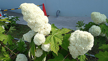 p6080548_thumb.jpg