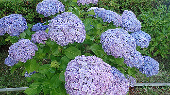 p6080550_thumb.jpg