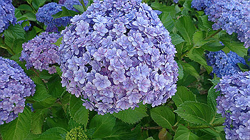 p6080551_thumb.jpg