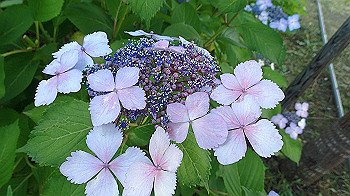 p6080552_thumb.jpg