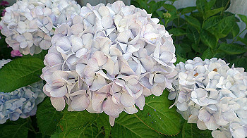 p6080554_thumb.jpg