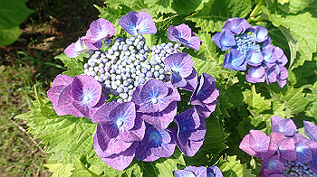 p6080556_thumb.jpg