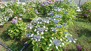 p6080557_thumb.jpg