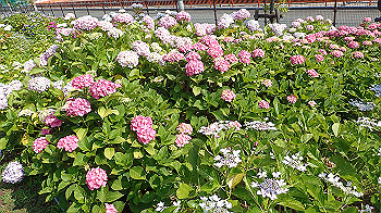 p6080558_thumb.jpg