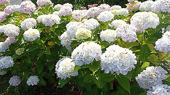 p6080559_thumb.jpg