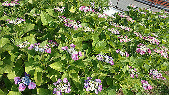 p6080560_thumb.jpg