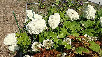 p6080561_thumb.jpg