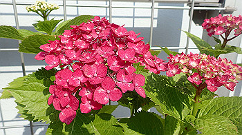 p6080564_thumb.jpg
