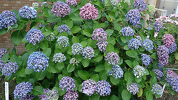 p6080578_thumb.jpg