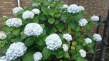 p6080579_thumb.jpg