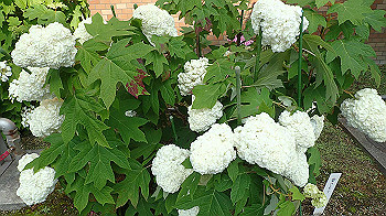p6080582_thumb.jpg